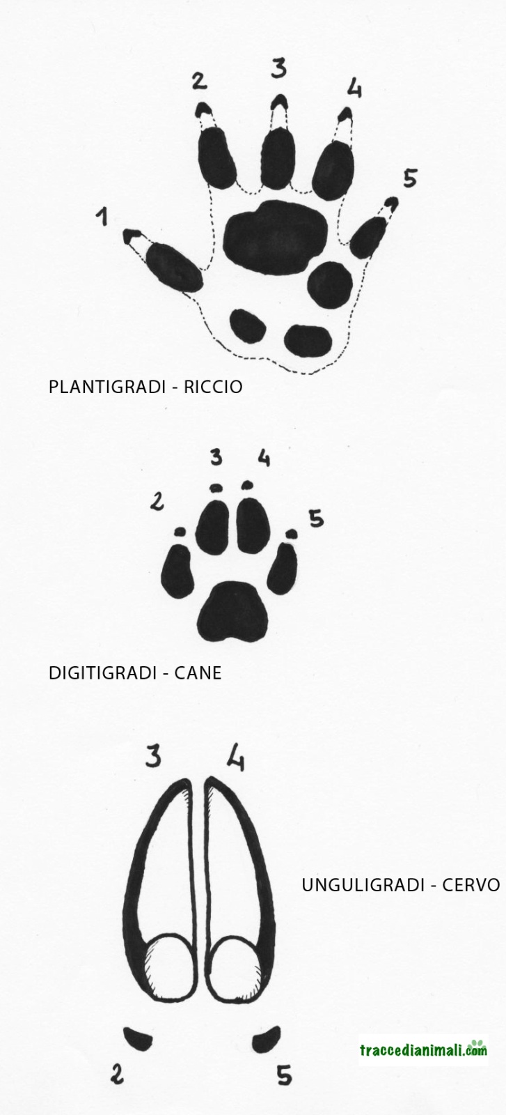 Impronte di animali a confronto