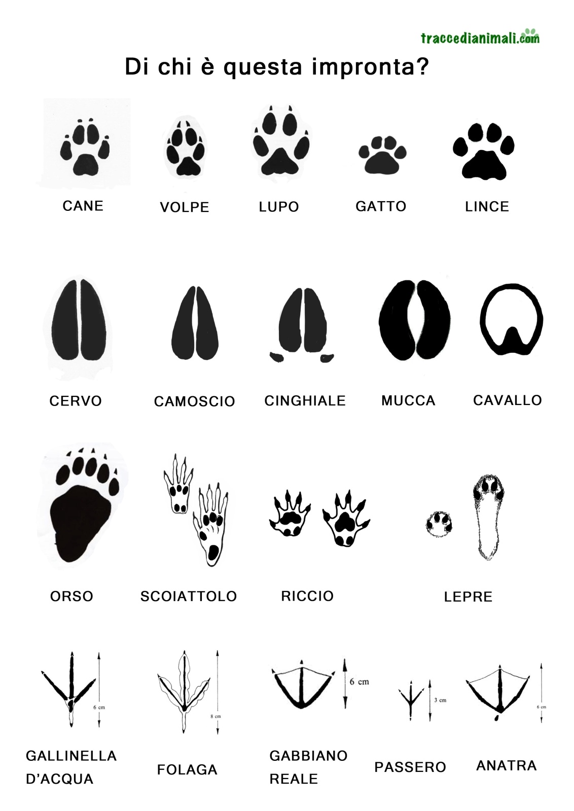 Di chi sono queste impronte? - Riconoscere le impronte degli animali in natura
