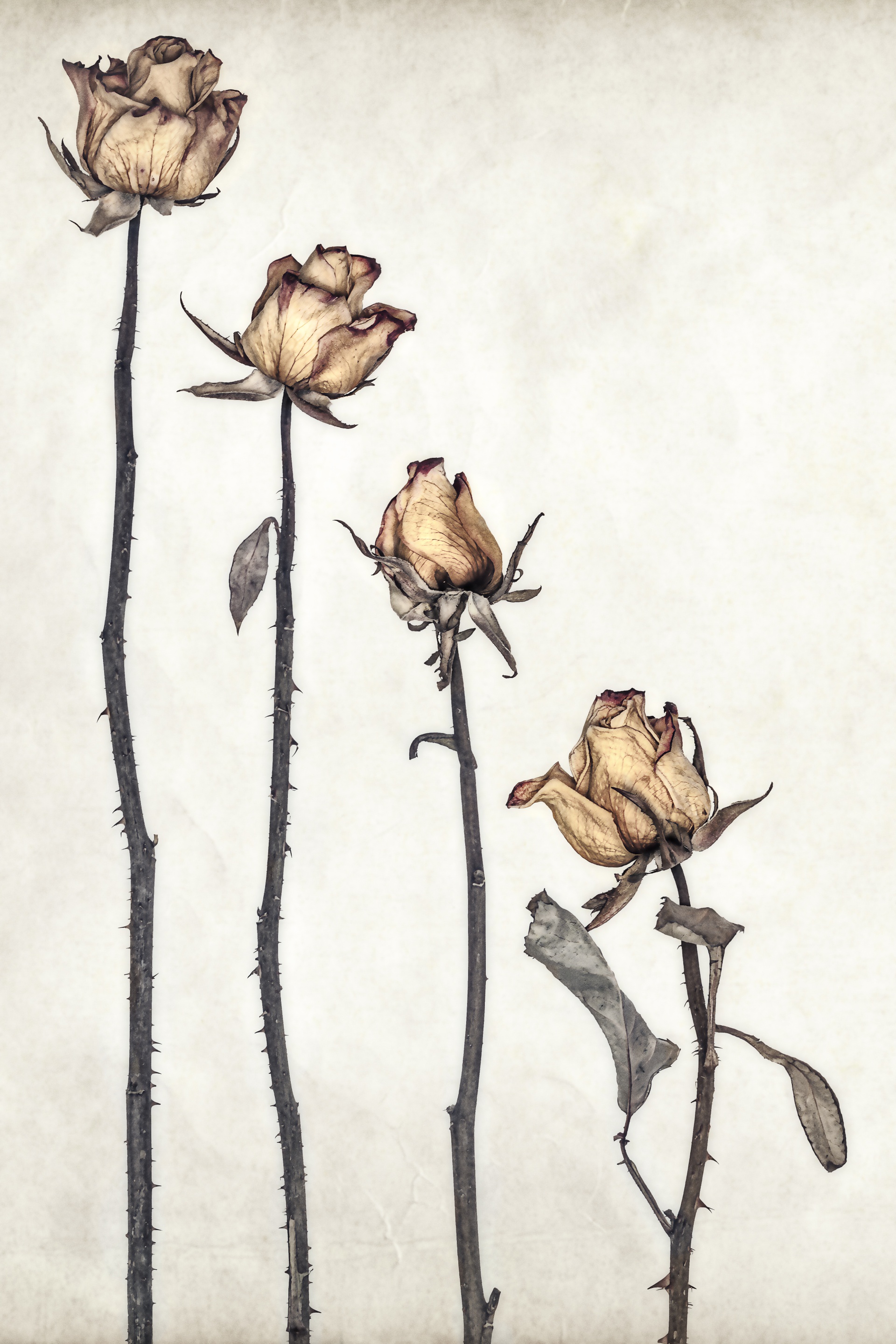 Roses, Stampa Fine Art 30x40 cm certificata Digigraphie su carta Hahnemühle Photo Rag di nature morte sul tema delle rose